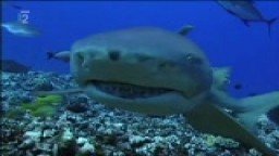 Alexandra Cousteau Tváře žraloků Faces the Sharks