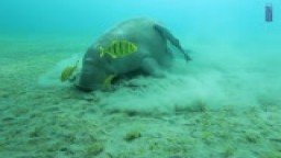 Dugong - Jižní Safari Egypt 2010