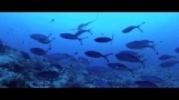 Thresher sharks