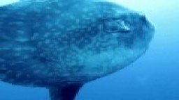 MOLA MOLA, the ocean sunfish, Indonesia