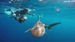 Longimanus shark freediving in Egypt