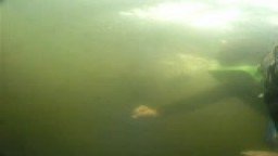 Manatee